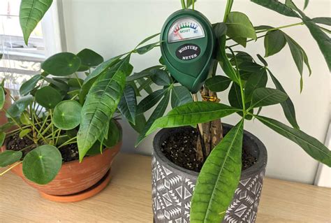 money tree moisture meter reading|how often to water money tree.